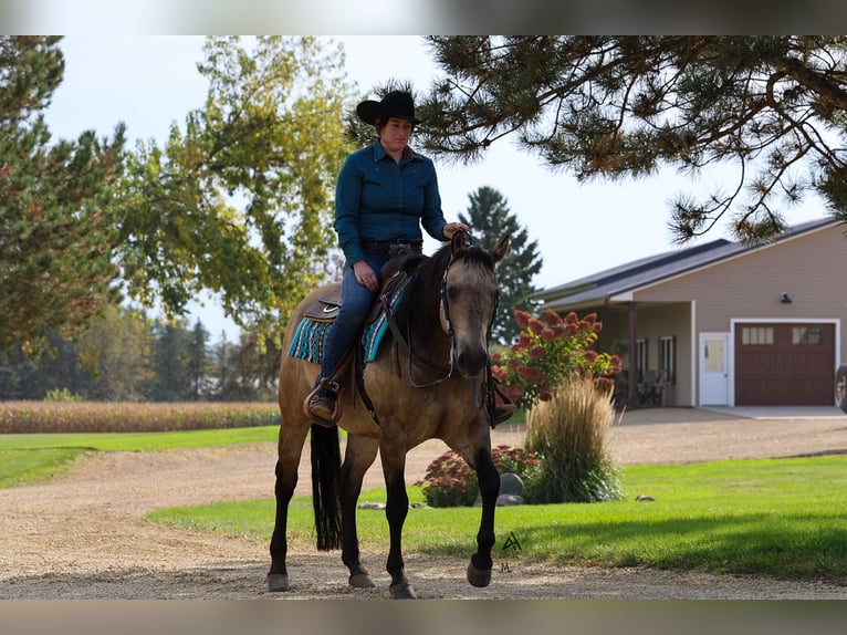 American Quarter Horse Wallach 15 Jahre 150 cm Buckskin in Cottage Grove, MN