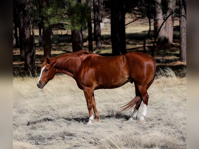 American Quarter Horse Wallach 15 Jahre 150 cm Dunkelfuchs in Cottonwood AZ