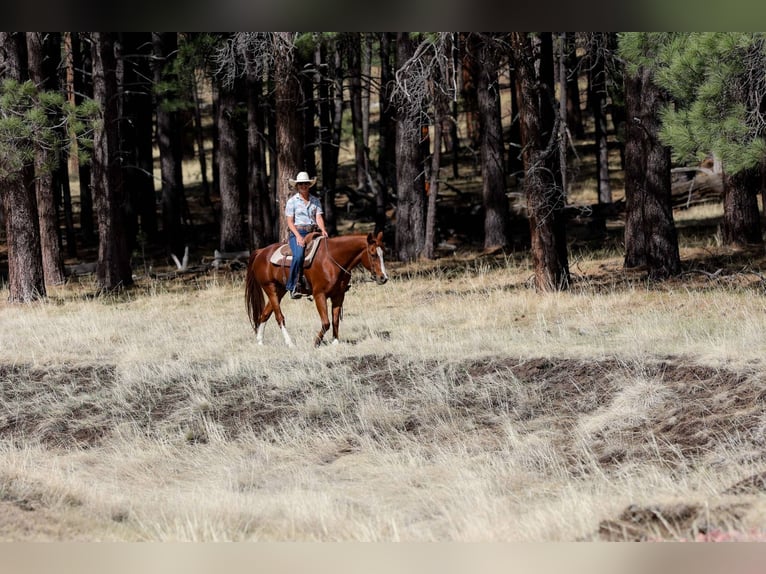 American Quarter Horse Wallach 15 Jahre 150 cm Dunkelfuchs in Cottonwood AZ