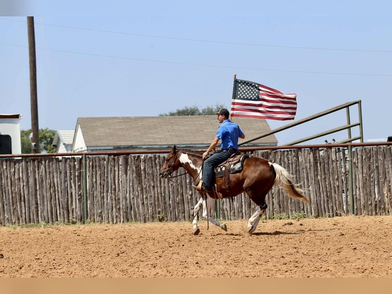 American Quarter Horse Wallach 15 Jahre 150 cm Dunkelfuchs in Lipan TX
