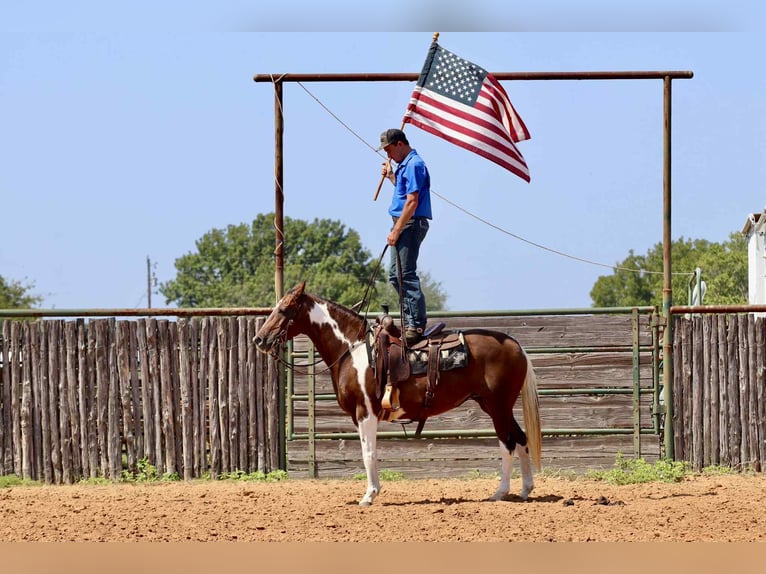 American Quarter Horse Wallach 15 Jahre 150 cm Dunkelfuchs in Lipan TX