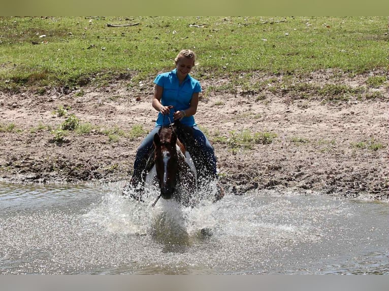 American Quarter Horse Wallach 15 Jahre 150 cm Dunkelfuchs in Lipan TX