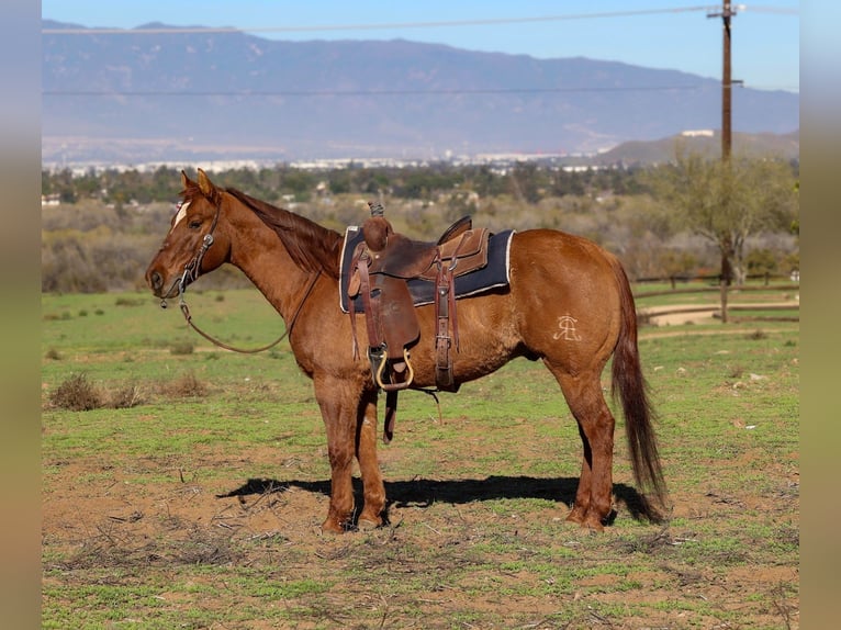 American Quarter Horse Wallach 15 Jahre 150 cm Falbe in Norco