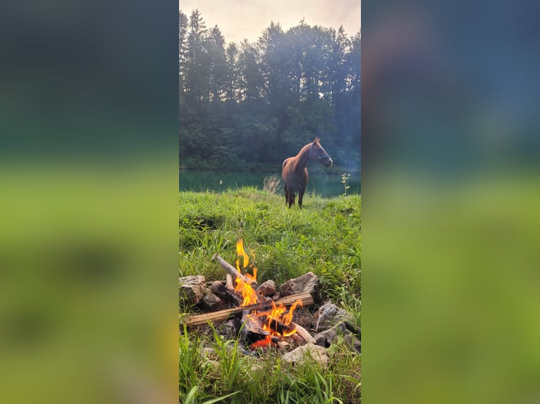 American Quarter Horse Wallach 15 Jahre 150 cm Fuchs in Steyr