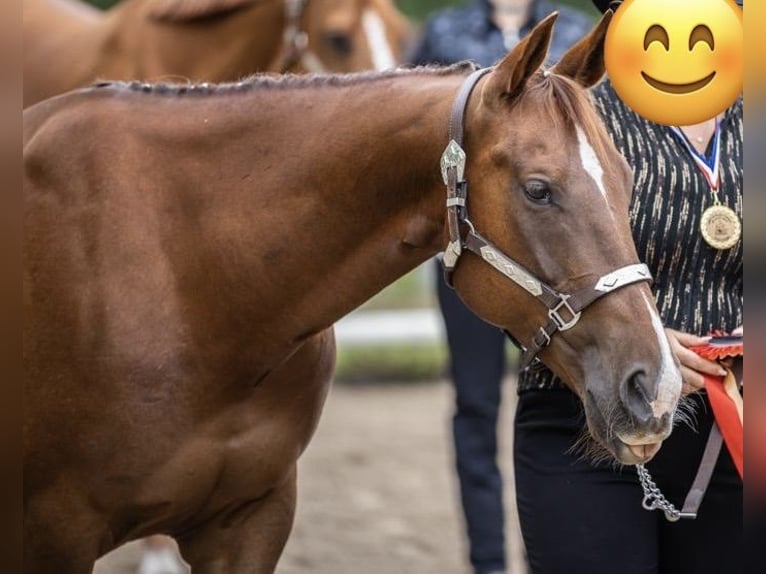 American Quarter Horse Wallach 15 Jahre 150 cm Fuchs in Pansdorf, Holstein