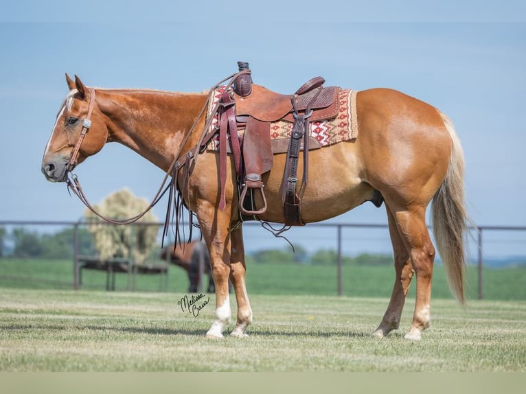 American Quarter Horse Wallach 15 Jahre 150 cm Palomino in cannon falls MN