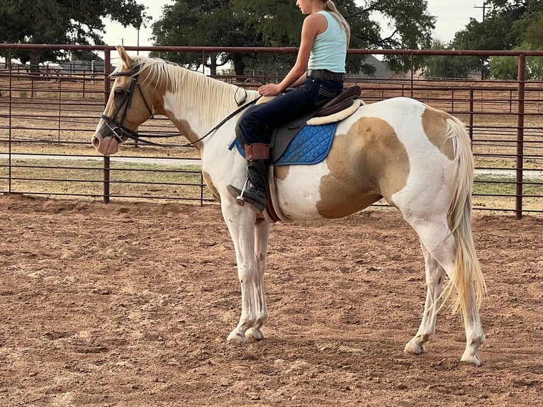 American Quarter Horse Wallach 15 Jahre 150 cm Palomino in Weatherford TX