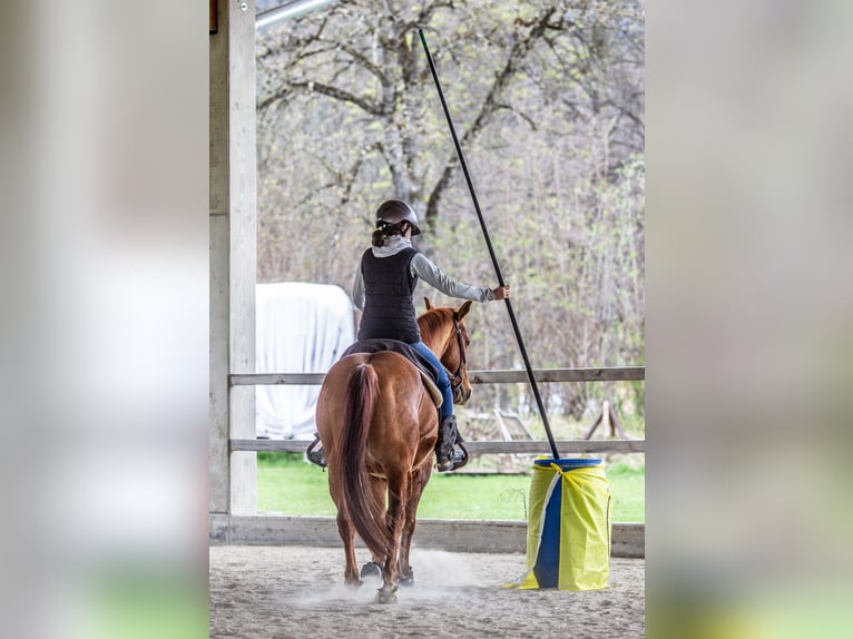 American Quarter Horse Wallach 15 Jahre 150 cm Red Dun in Pölfing brunn