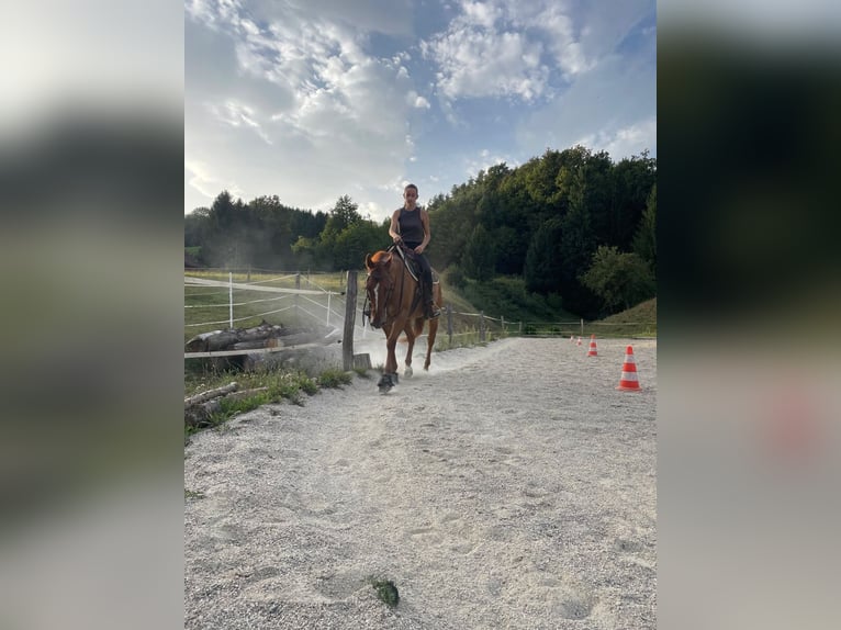 American Quarter Horse Wallach 15 Jahre 150 cm Red Dun in Pölfing brunn