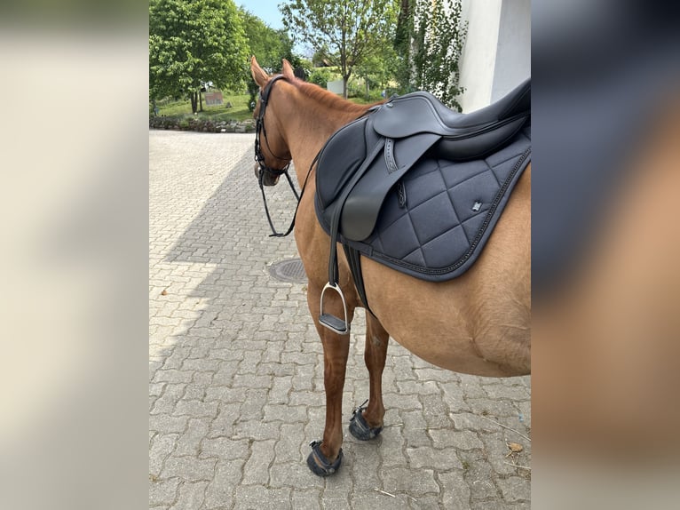 American Quarter Horse Wallach 15 Jahre 150 cm Red Dun in Pölfing brunn