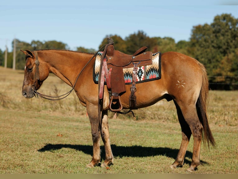 American Quarter Horse Wallach 15 Jahre 150 cm Red Dun in Quitman AR