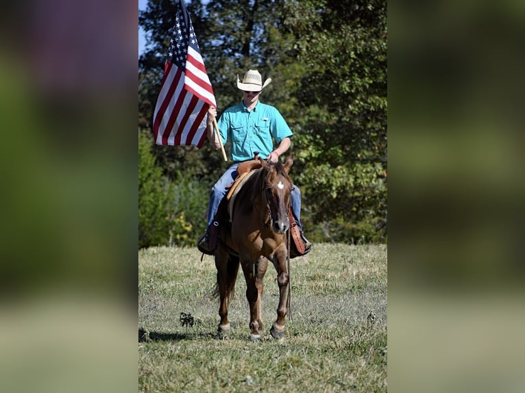 American Quarter Horse Wallach 15 Jahre 150 cm Red Dun in Quitman AR