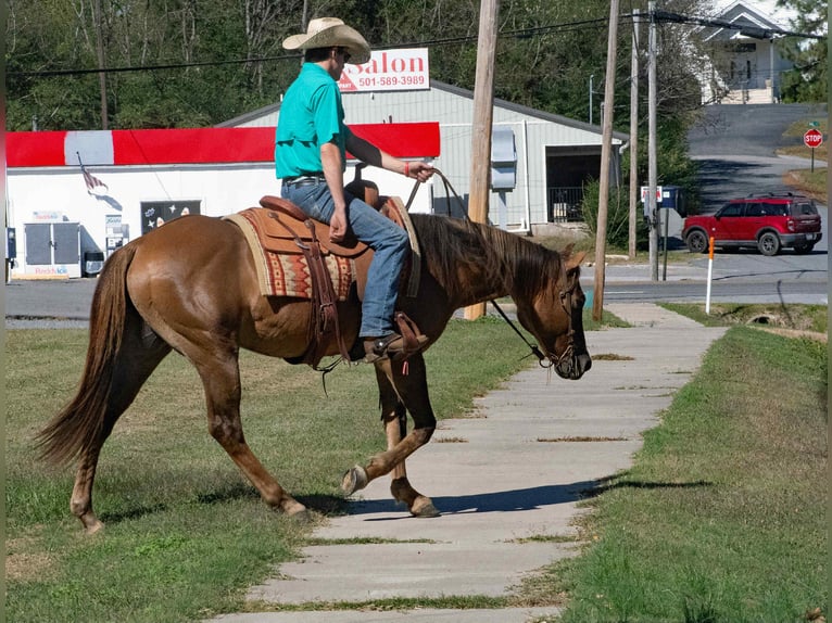 American Quarter Horse Wallach 15 Jahre 150 cm Red Dun in Quitman AR