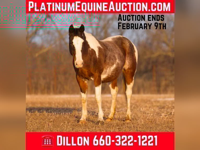 American Quarter Horse Wallach 15 Jahre 150 cm Roan-Bay in Carrolton, Mo