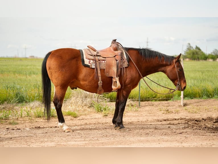 American Quarter Horse Wallach 15 Jahre 150 cm Rotbrauner in Amarillo, TX