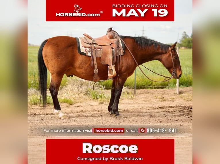 American Quarter Horse Wallach 15 Jahre 150 cm Rotbrauner in Amarillo, TX