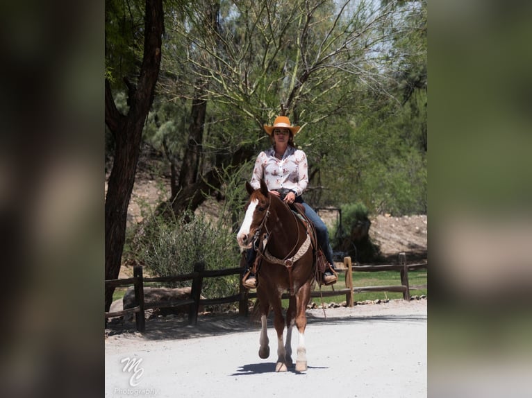 American Quarter Horse Wallach 15 Jahre 150 cm Rotfuchs in Wickenburg AZ