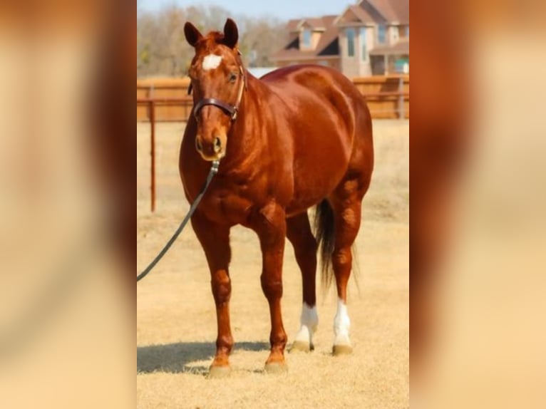 American Quarter Horse Wallach 15 Jahre 150 cm Rotfuchs in Shelbyville KY