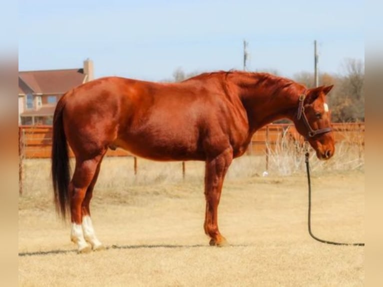 American Quarter Horse Wallach 15 Jahre 150 cm Rotfuchs in Shelbyville KY
