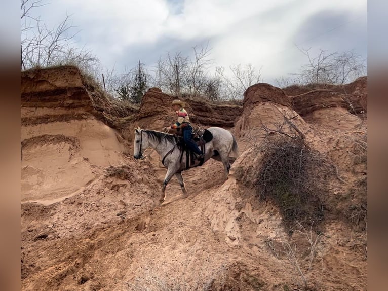 American Quarter Horse Wallach 15 Jahre 150 cm Schimmel in Ravenna TX