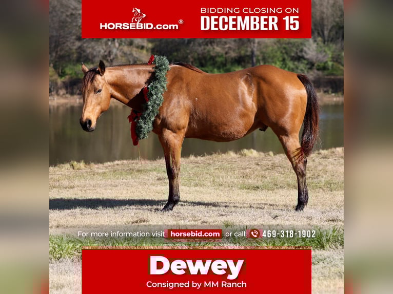 American Quarter Horse Wallach 15 Jahre 152 cm Buckskin in Forney