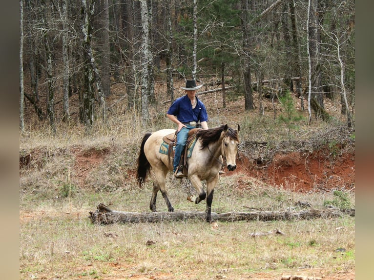 American Quarter Horse Wallach 15 Jahre 152 cm Buckskin in Cushing
