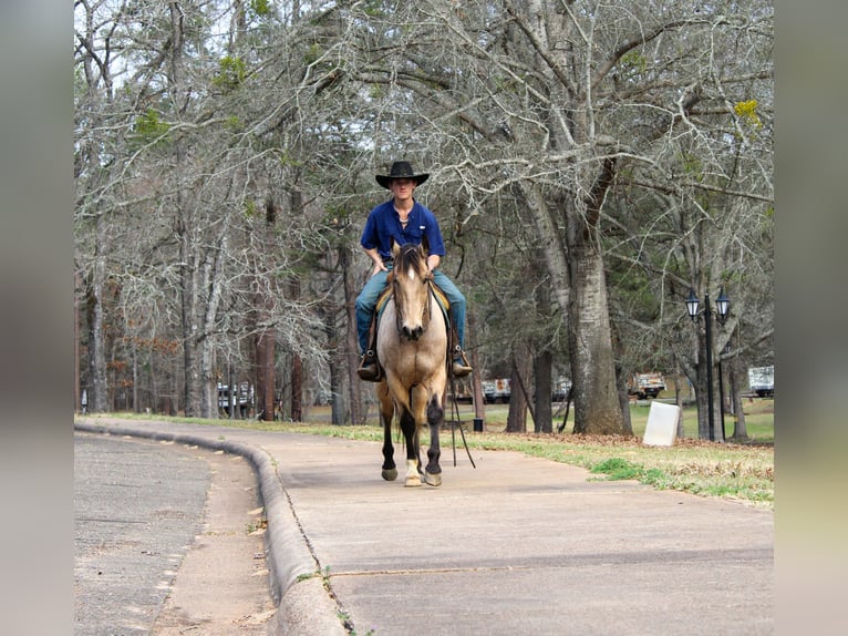 American Quarter Horse Wallach 15 Jahre 152 cm Buckskin in Cushing