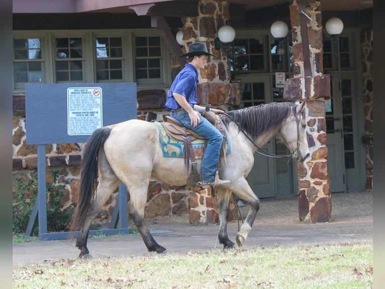 American Quarter Horse Wallach 15 Jahre 152 cm Buckskin in Cushing