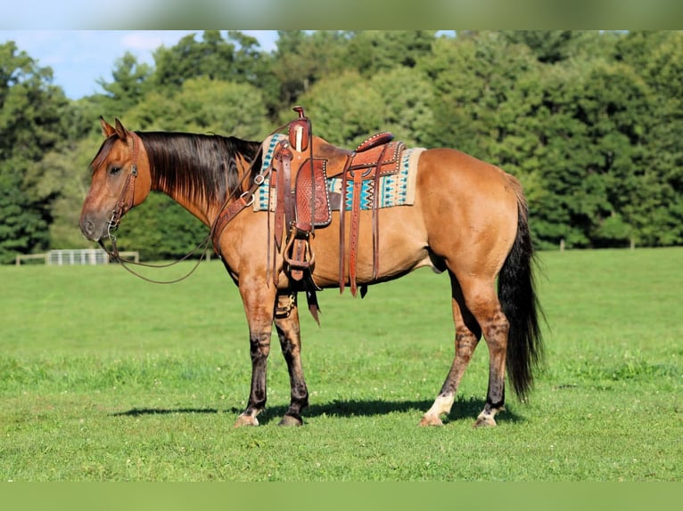 American Quarter Horse Wallach 15 Jahre 152 cm Buckskin in Clarion