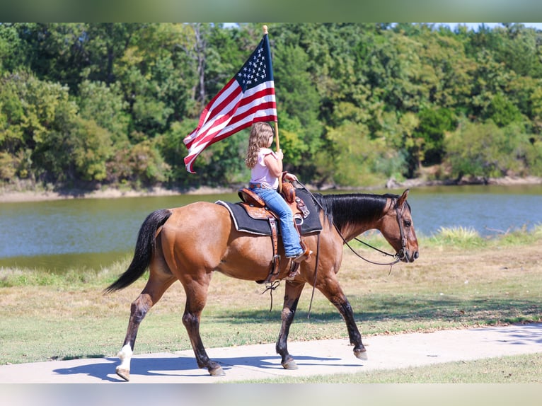 American Quarter Horse Wallach 15 Jahre 152 cm Buckskin in Forney