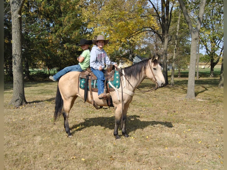 American Quarter Horse Wallach 15 Jahre 152 cm Buckskin in Charleston IL
