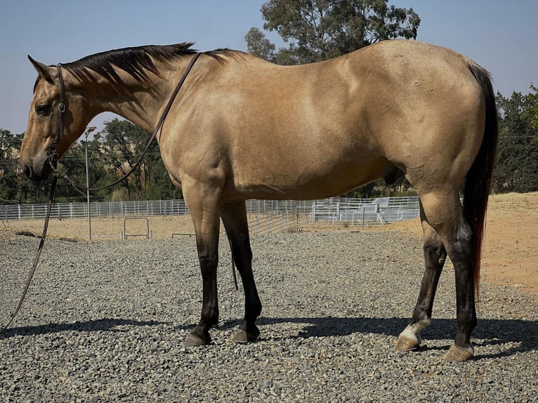 American Quarter Horse Wallach 15 Jahre 152 cm Buckskin in LINCOLN, CA