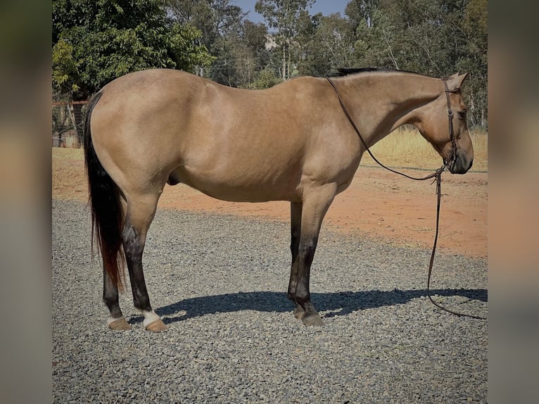 American Quarter Horse Wallach 15 Jahre 152 cm Buckskin in LINCOLN, CA
