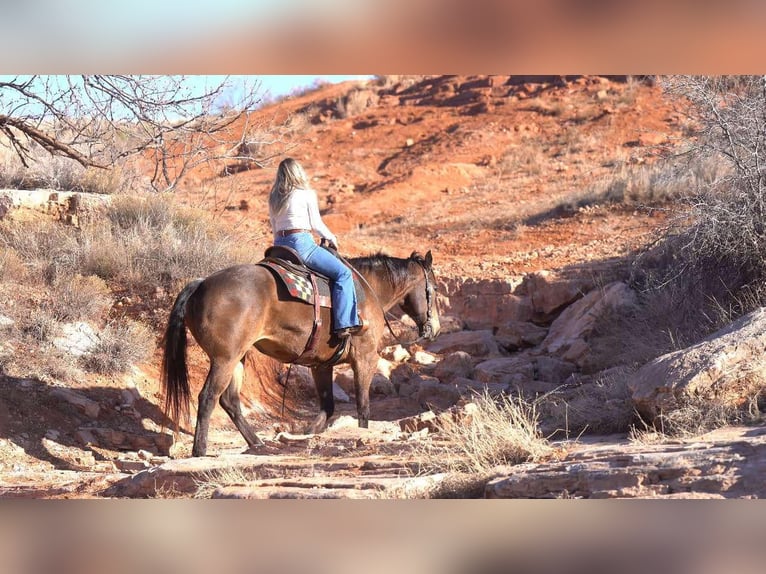 American Quarter Horse Wallach 15 Jahre 152 cm Buckskin in Lisbon Ia