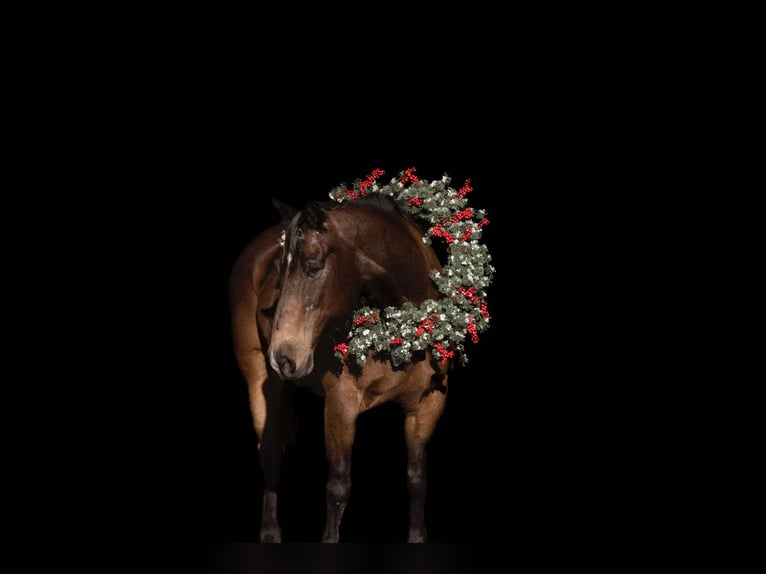 American Quarter Horse Wallach 15 Jahre 152 cm Buckskin in Lisbon Ia