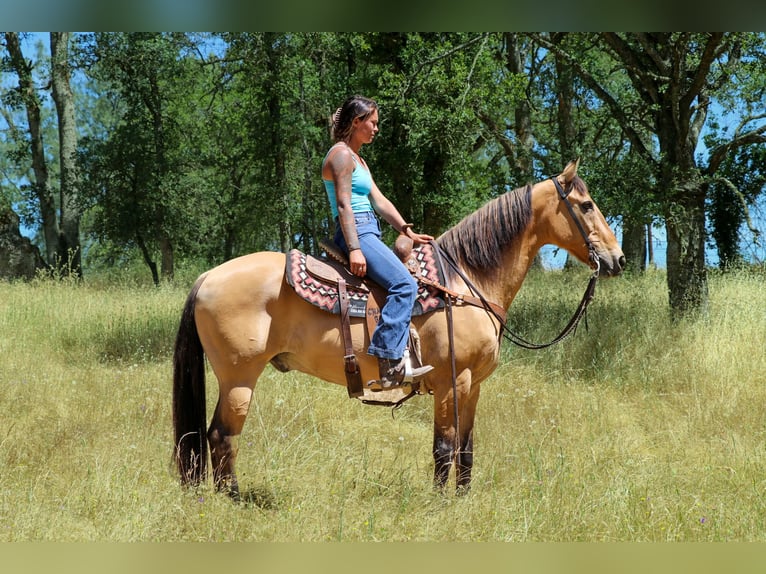 American Quarter Horse Wallach 15 Jahre 152 cm Buckskin in Pleasant Grove GA