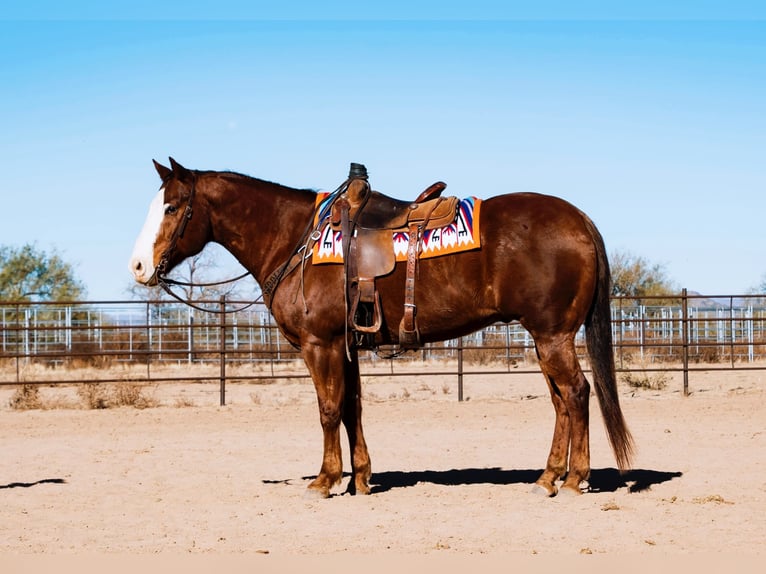 American Quarter Horse Wallach 15 Jahre 152 cm Dunkelfuchs in Aguila