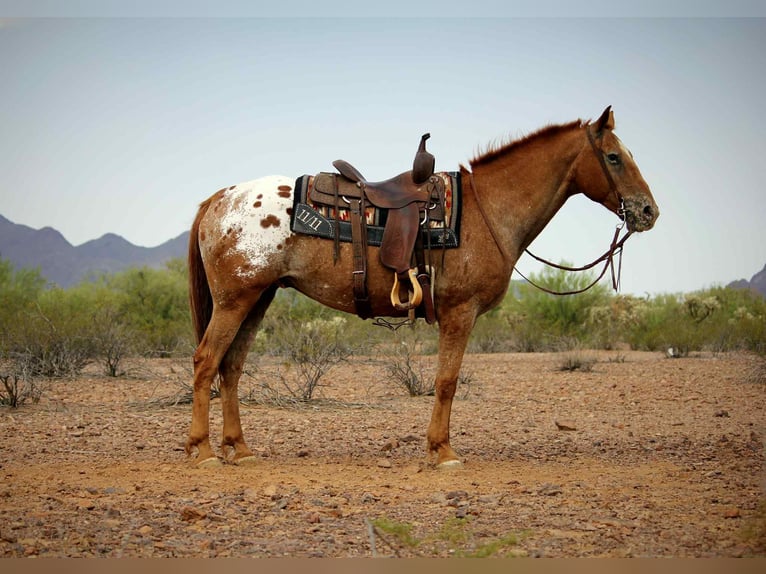 American Quarter Horse Wallach 15 Jahre 152 cm Dunkelfuchs in Marana AZ