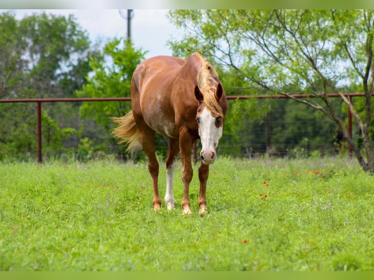 American Quarter Horse Wallach 15 Jahre 152 cm Dunkelfuchs in Stephenville TX