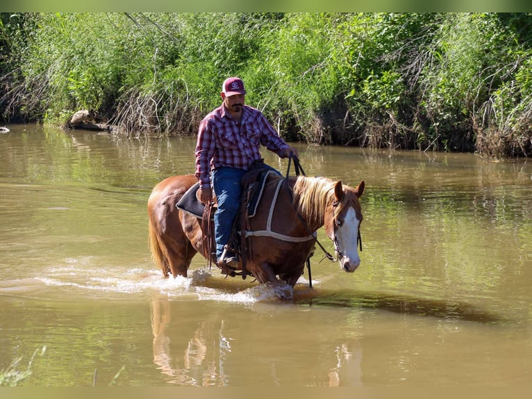 American Quarter Horse Wallach 15 Jahre 152 cm Dunkelfuchs in Stephenville TX
