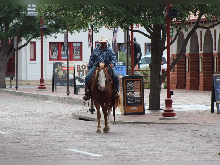 American Quarter Horse Wallach 15 Jahre 152 cm Dunkelfuchs in Stephenville TX