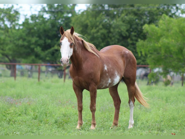 American Quarter Horse Wallach 15 Jahre 152 cm Dunkelfuchs in Stephenville TX