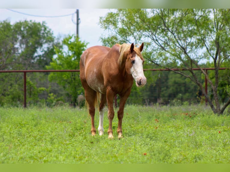 American Quarter Horse Wallach 15 Jahre 152 cm Dunkelfuchs in Stephenville TX