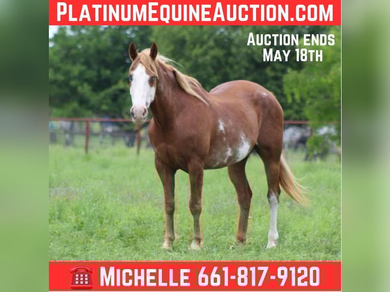 American Quarter Horse Wallach 15 Jahre 152 cm Dunkelfuchs in Stephenville TX