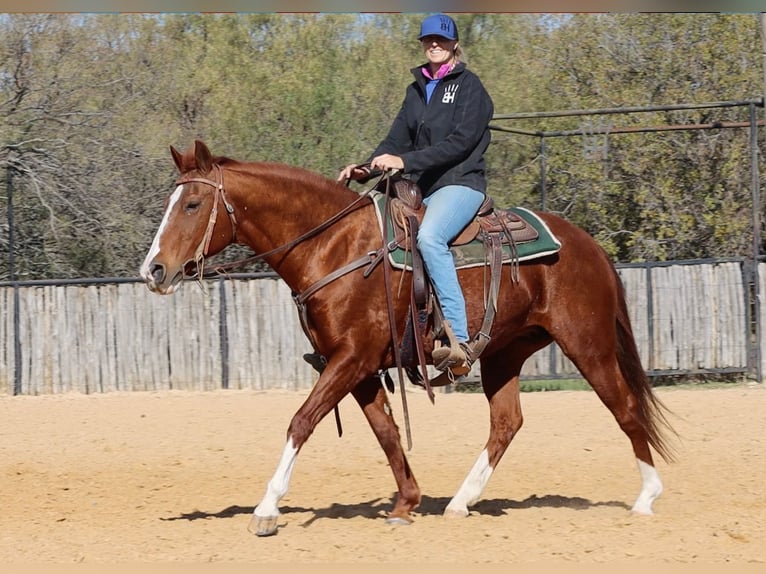 American Quarter Horse Wallach 15 Jahre 152 cm Dunkelfuchs in Weatherford TX