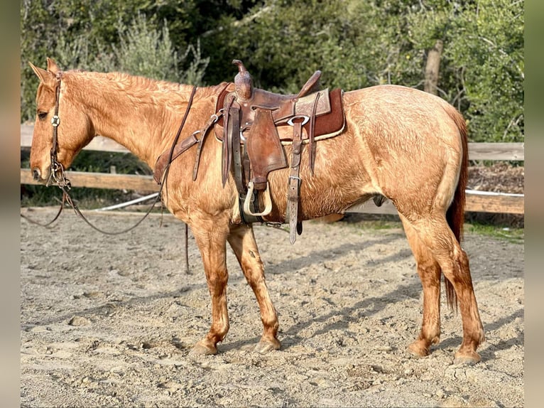 American Quarter Horse Wallach 15 Jahre 152 cm Falbe in Bitterwater CA
