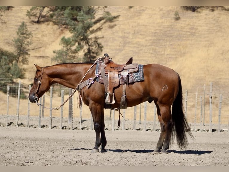 American Quarter Horse Wallach 15 Jahre 152 cm Falbe in Paicines CA
