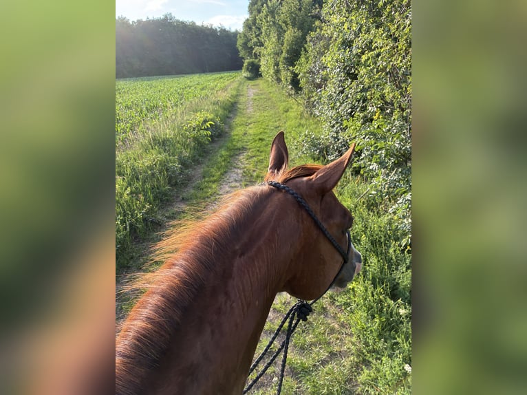 American Quarter Horse Wallach 15 Jahre 152 cm Fuchs in Aigen