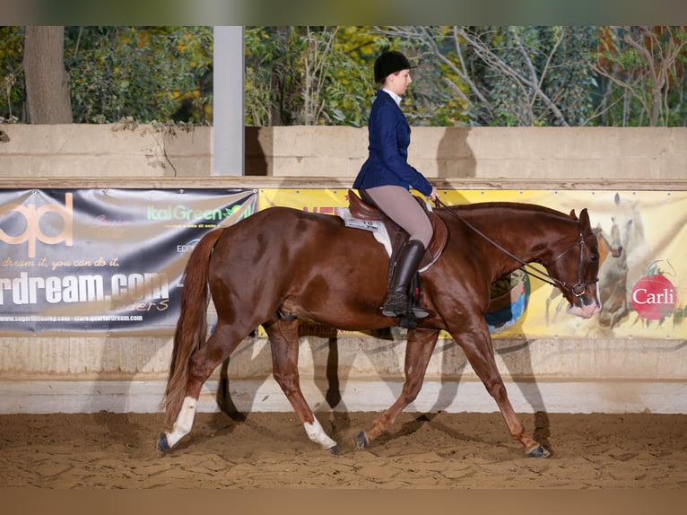 American Quarter Horse Wallach 15 Jahre 152 cm Fuchs in Aigen