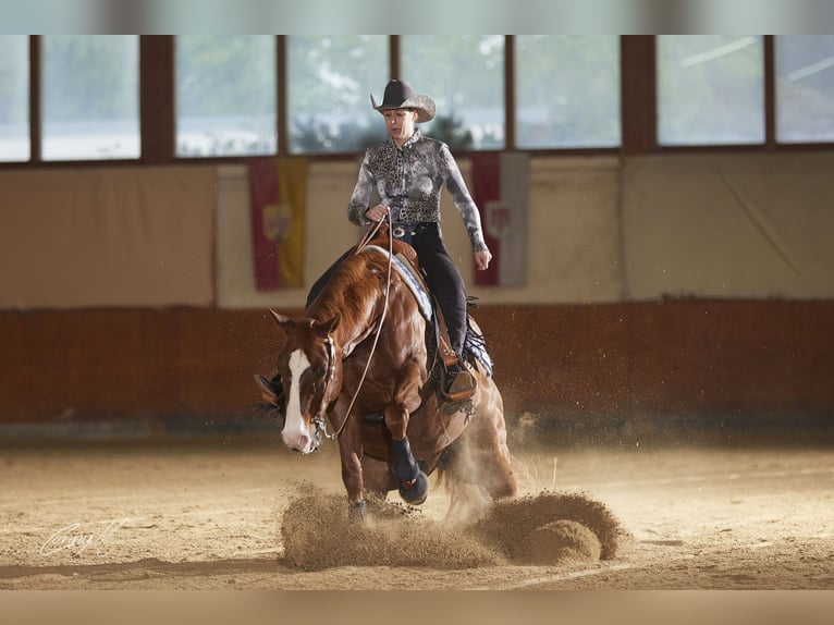 American Quarter Horse Wallach 15 Jahre 152 cm Fuchs in Aigen